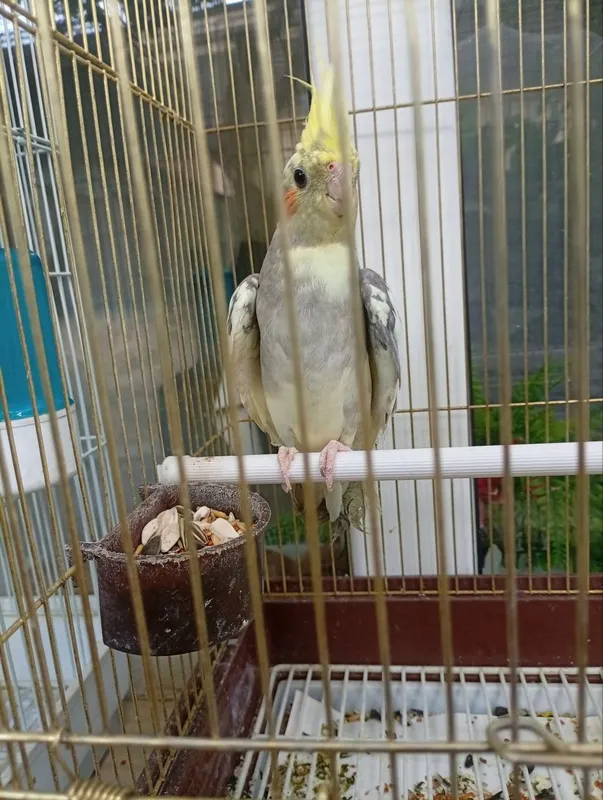 Продается Коррела 1