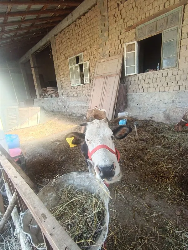 Сигир сотилади йеб ичиши йахши 6