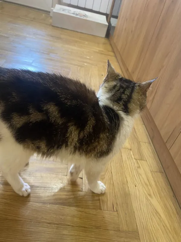 Ищем семью котенку — фото 5