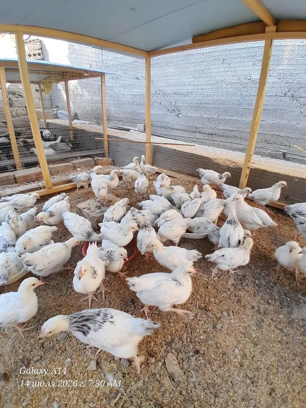 Adler jojalar qon toza 5 Adler jojalar qon toza 5