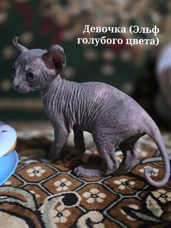 Котята Сфинксы !