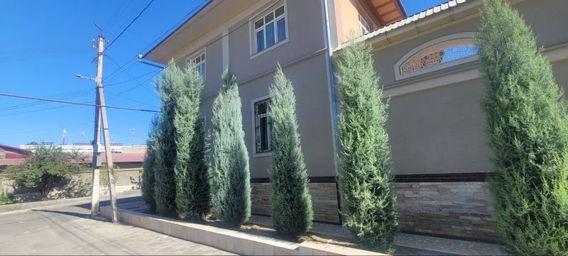 стрижка елок и деревьев — фото 4
