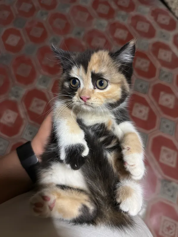 Продаётся кошка Продаётся кошка