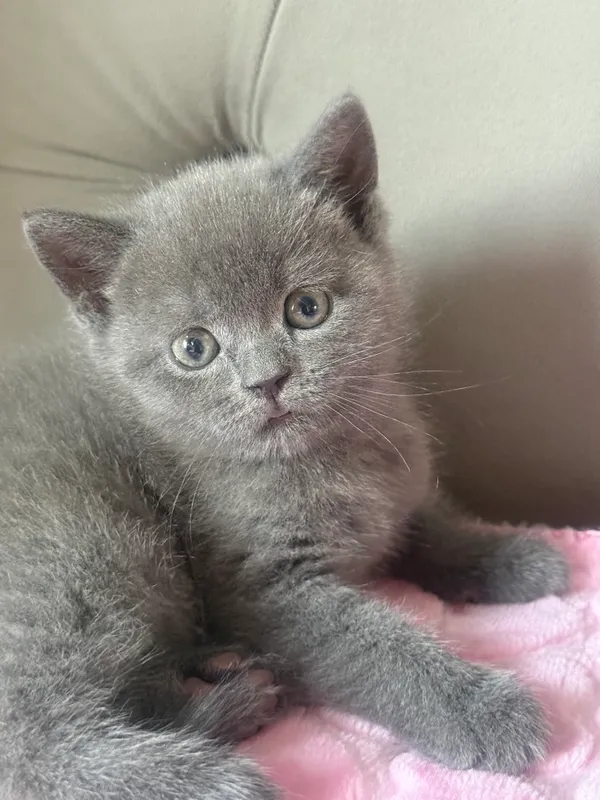 Скоттиш страйт мальчик 3 мес 4
