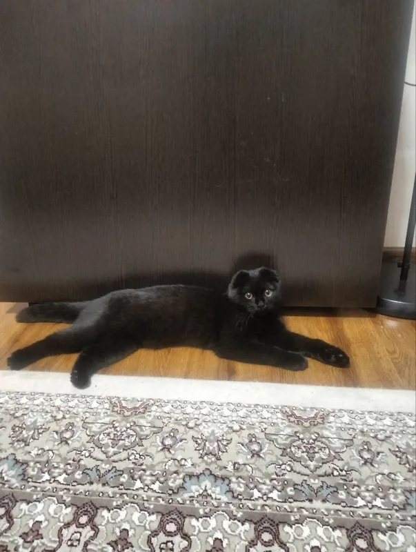 Продаются котята. Шотландская вислоухая (скоттиш-фолд). — фото 5