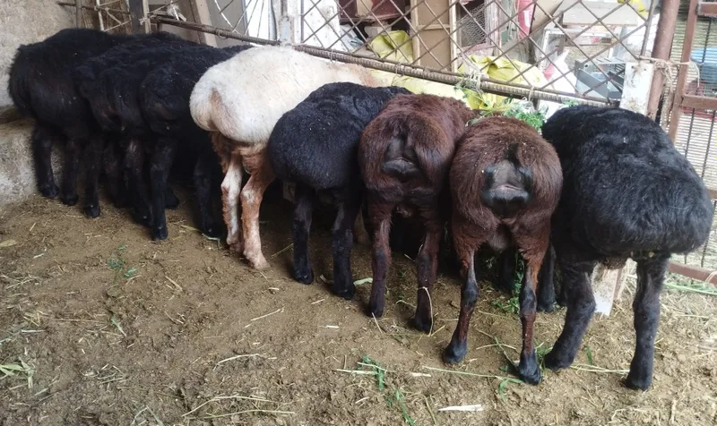 Xisori quchqorlar sotiladi soni 9 ta tozasidan — фото 1