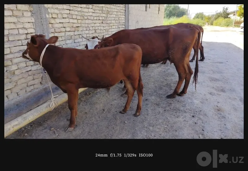 Ona bola sigirlar 3 Ona bola sigirlar 3