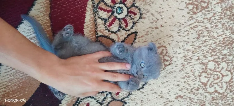 Scottish fold mushuk 2 Scottish fold mushuk 2