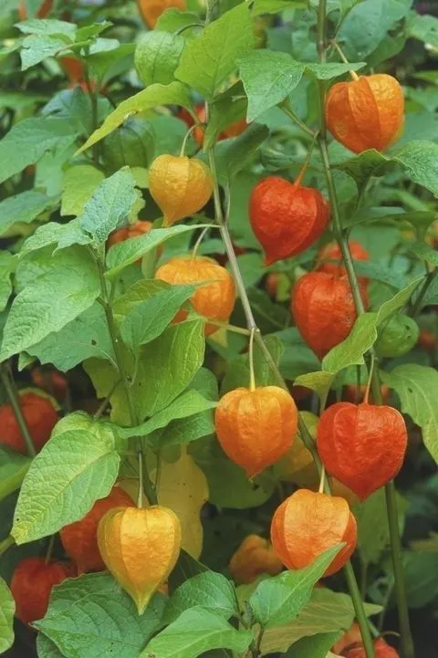 Физалис из семян