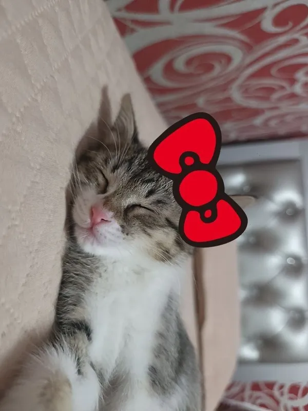 кошка