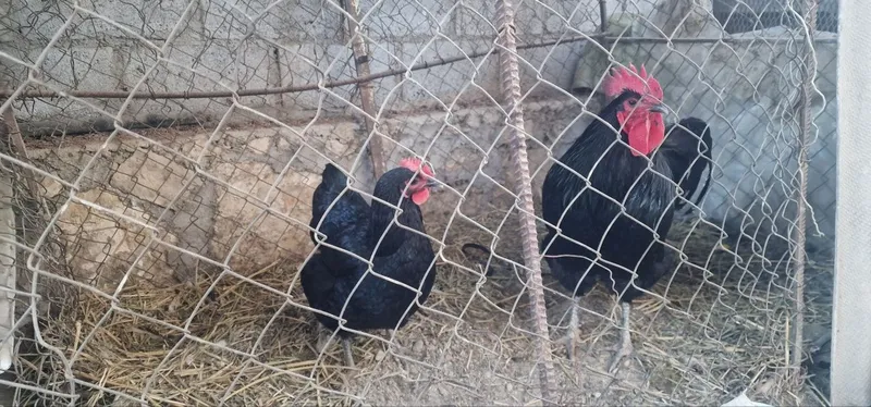 Bramma va jersi xoʻroz tovuqlar sotiladi — фото 3