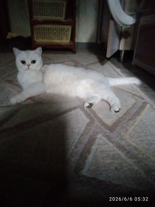 продаётся кошечка