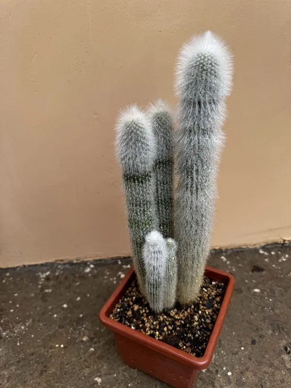 Кактус Cleistocactus strausii
