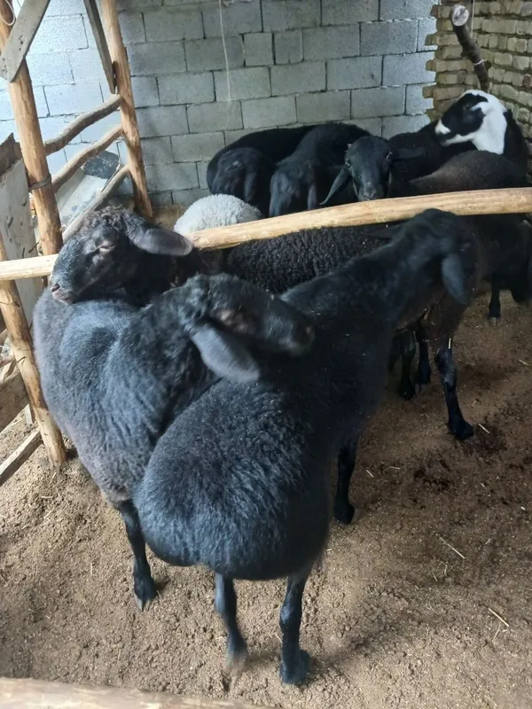 Qo'ylar, qo'chqorlar 2 Qo'ylar, qo'chqorlar 2