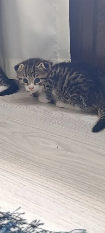 Oʻsma quloq mushuk Вислоухие котята — фото 4