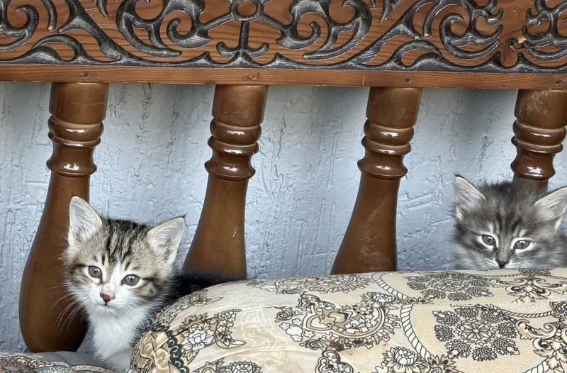 Котята даром ттз кирпичный завод 7