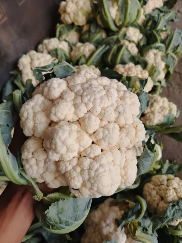 GULKARAM BOR FARG'ONA NARXI
