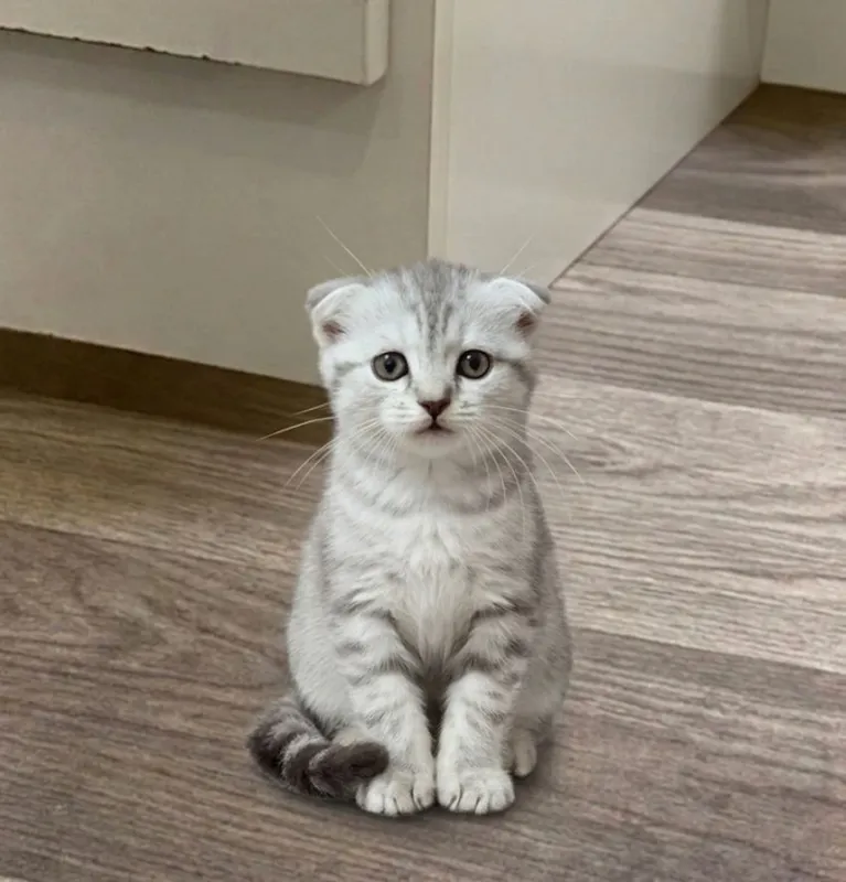 Продаются котята 3 Продаются котята 3