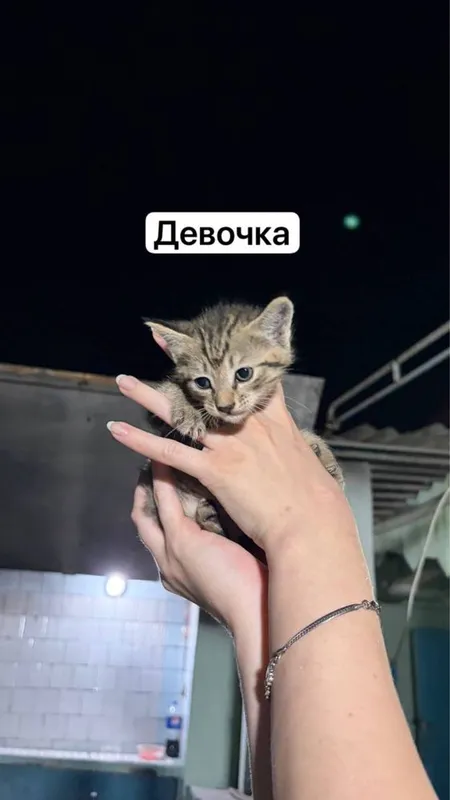 Отдаем котят в добрые руки — фото 3