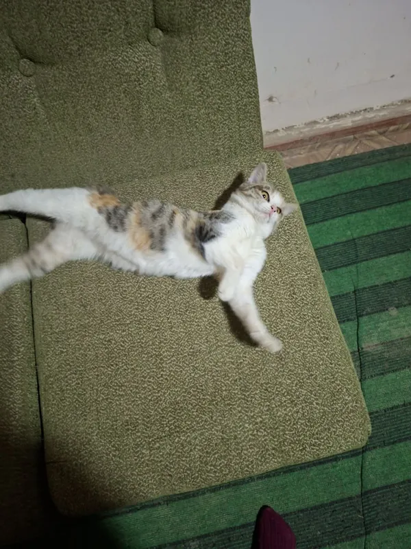 Кошка турецкая ангора — фото 2 Кошка турецкая ангора — фото 2
