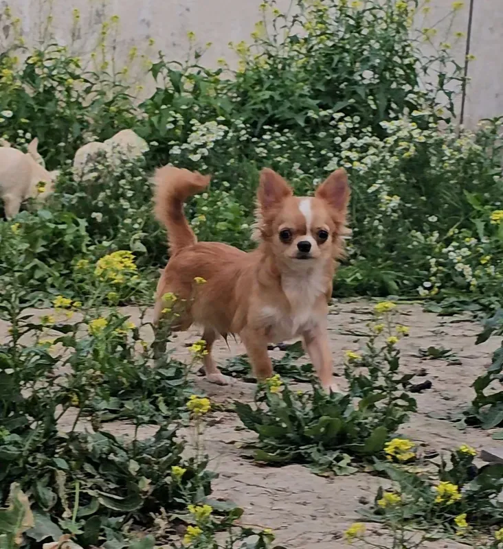 Uzun junli chihuahua, sarg‘ish erkak kuchukcha 4 Uzun junli chihuahua, sarg‘ish erkak kuchukcha 4