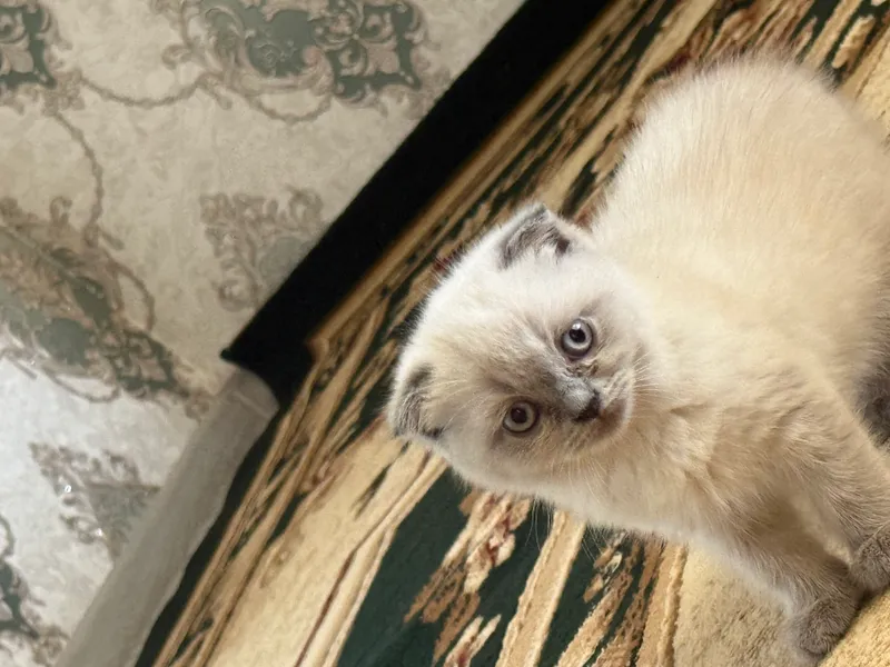 Котята