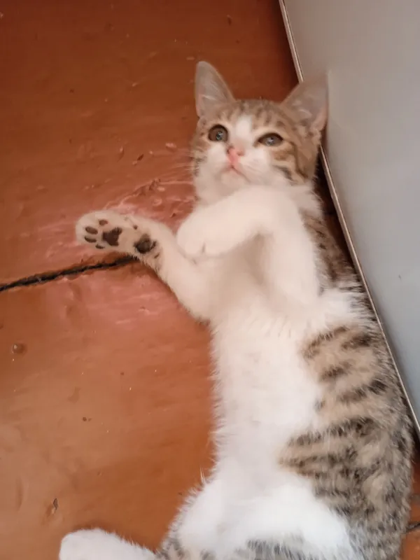 пристраивается кошечка 1