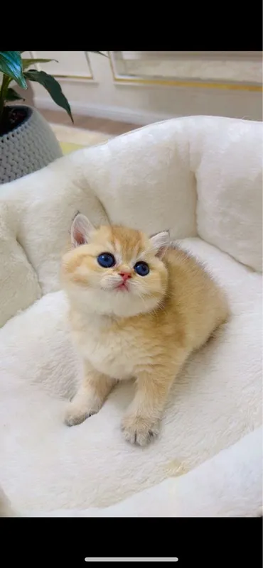 Скотиш фолд 2ойли — фото 5