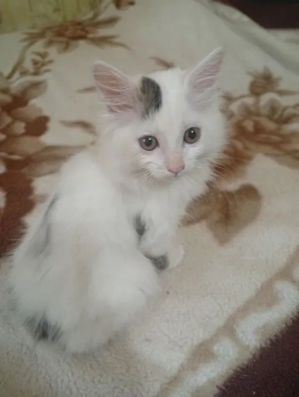 Отдам даром котёнка. — фото 1