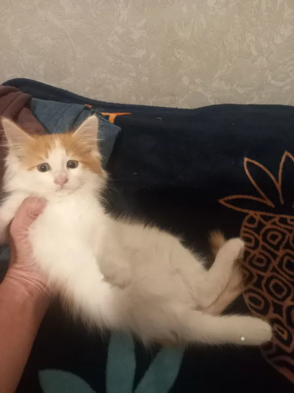 Котята в добрые руки — фото 1