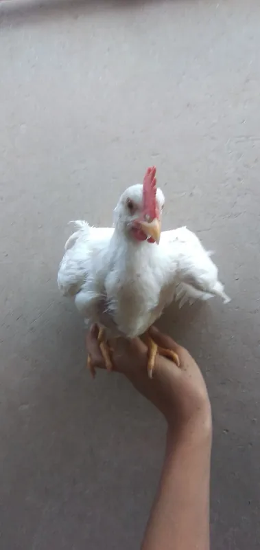 xòroz 1 xòroz 1