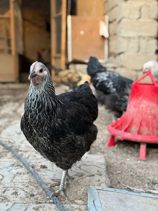Germaniya Parodasi SUSEKS SILVER GREY Tuhum va Jo’jalari sotiladi — фото 4