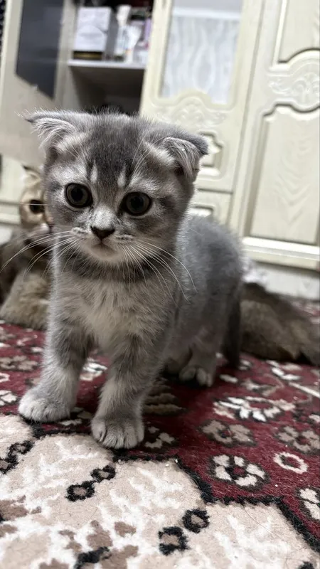 Милая кошка скотщ фолд 1 Милая кошка скотщ фолд 1
