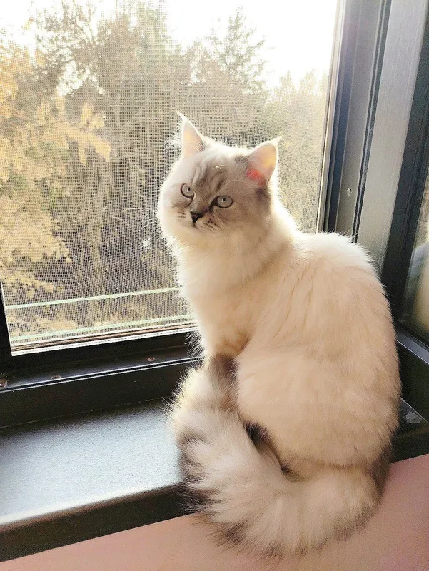 Кошка породы Невская маскарадная 2 Кошка породы Невская маскарадная 2