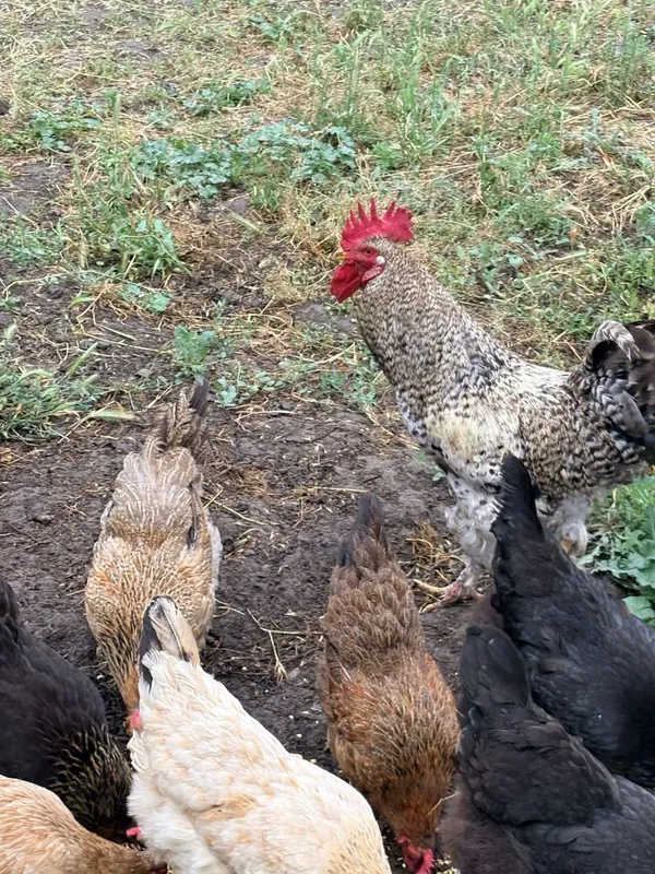 11 ta tovuq va bitta xoʻroz. bitta tovuq kurk bogan — фото 5