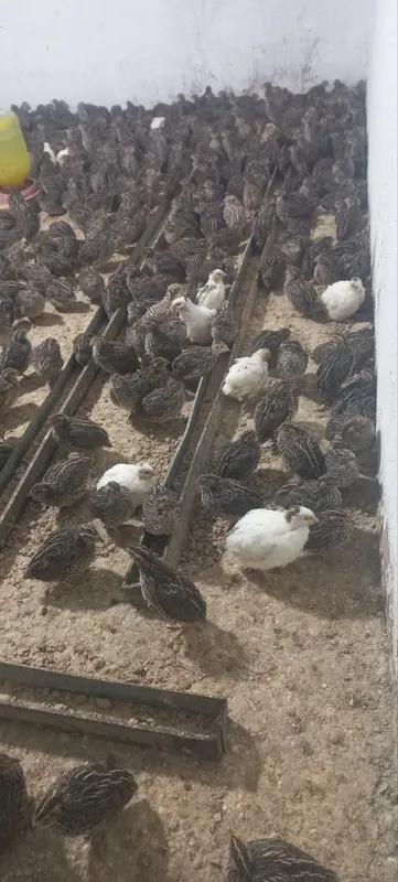 Bedana katta kichik