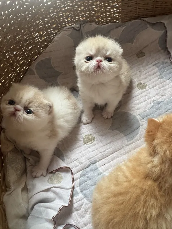 Котята экзоты Flappy мальчики и девочки — фото 2