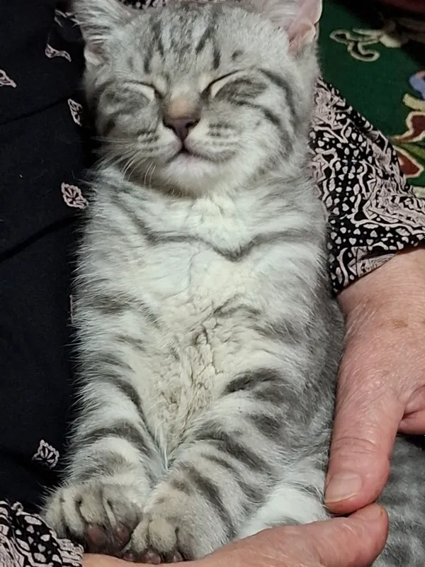 кошка породистая 1