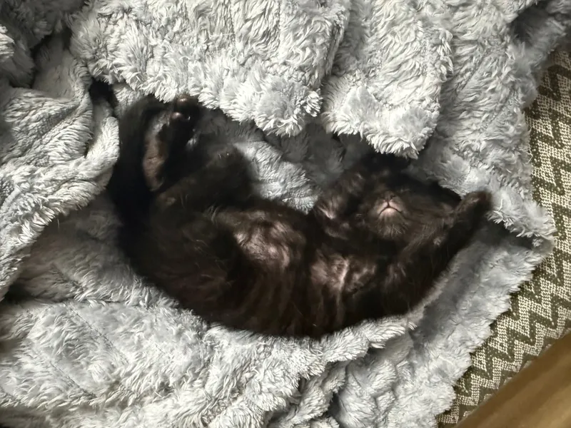 Котенок в добрые руки — фото 1
