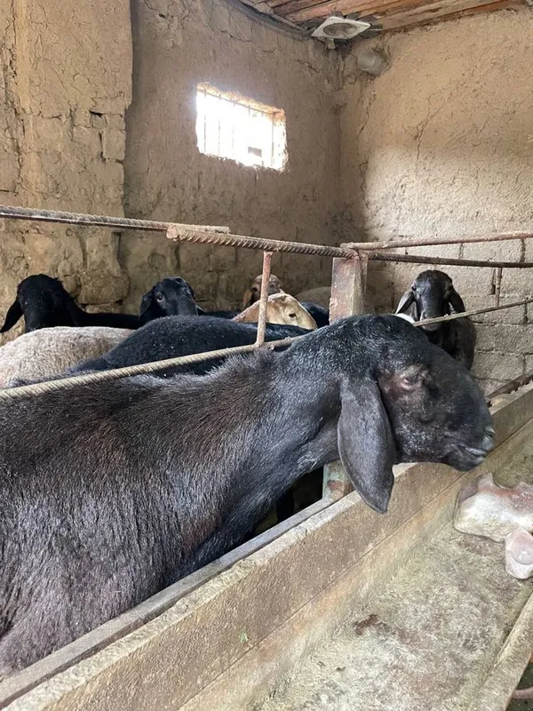 Qoylar bor arpa bugdoyla yep kotta bogan 40kg dan 60 kggacha