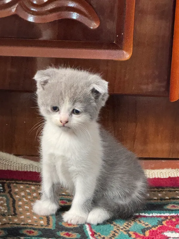 Продаются котята. 4