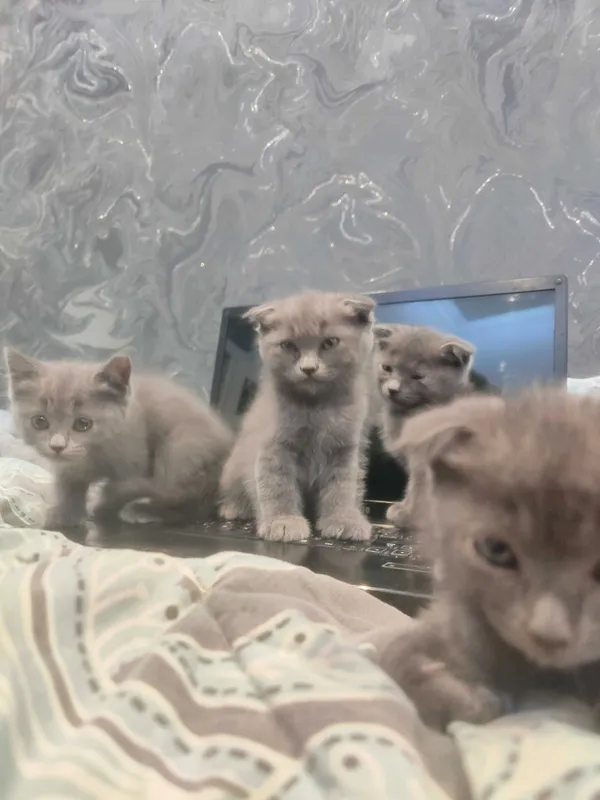 Мурчащие комочки счастья!Шотландские котята (фолды и страйт) — фото 2