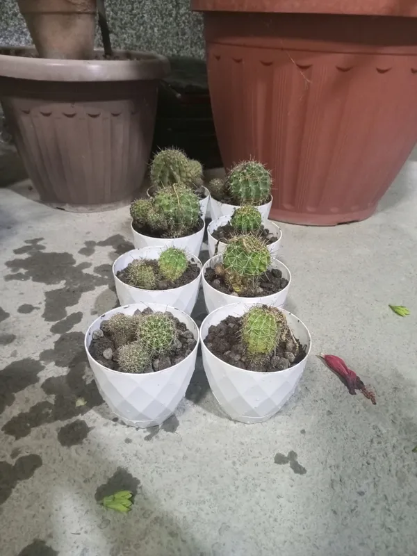 Echinopsis Kaktusi 1 Echinopsis Kaktusi 1