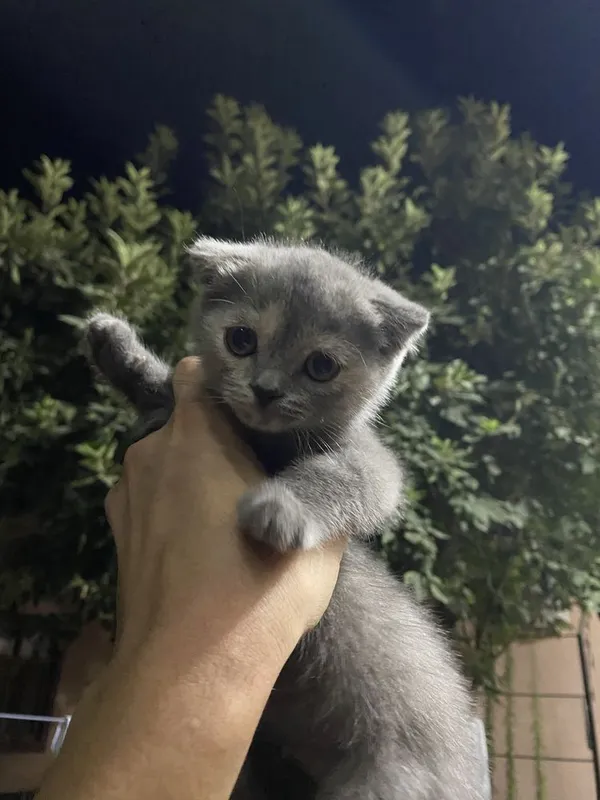 Продаю милого шотландского котёнка 1 Продаю милого шотландского котёнка 1