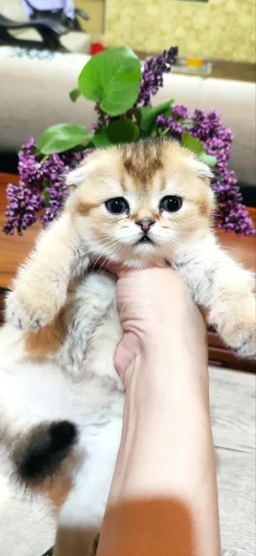 Продаются шикарные котята скотиш фолд и скотиш страйт — фото 3
