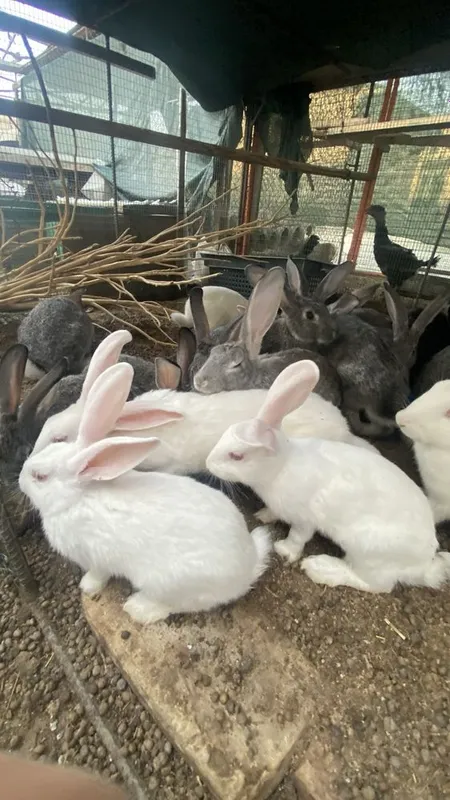 Quyon sotiladi 4,5 oylik 2 Quyon sotiladi 4,5 oylik 2