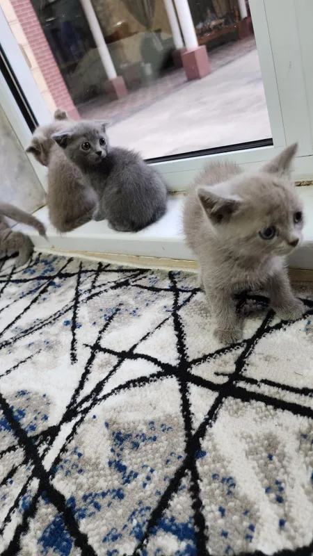 Мушуклар шотландский британский 2 Мушуклар шотландский британский 2