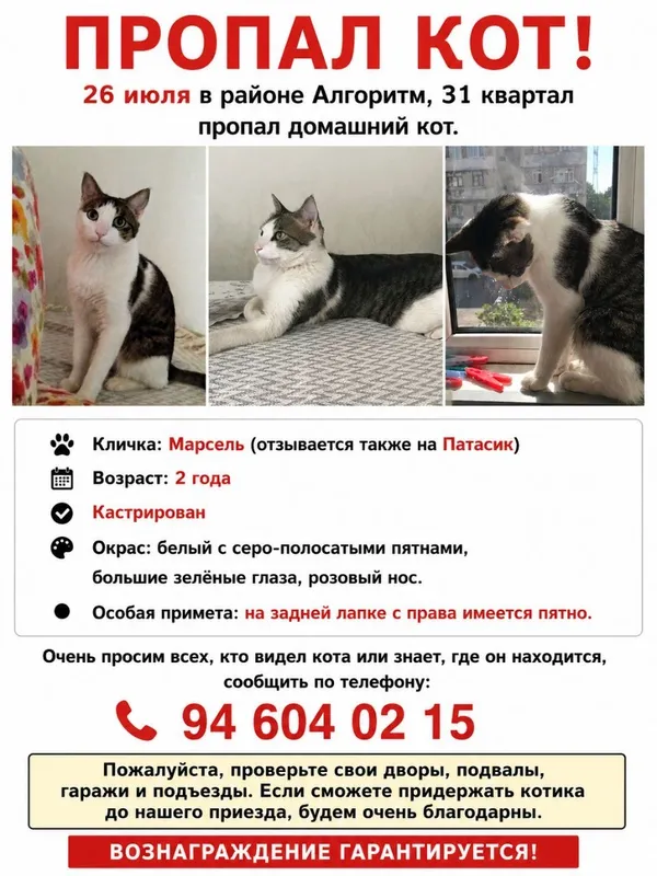 Пропал кот 2