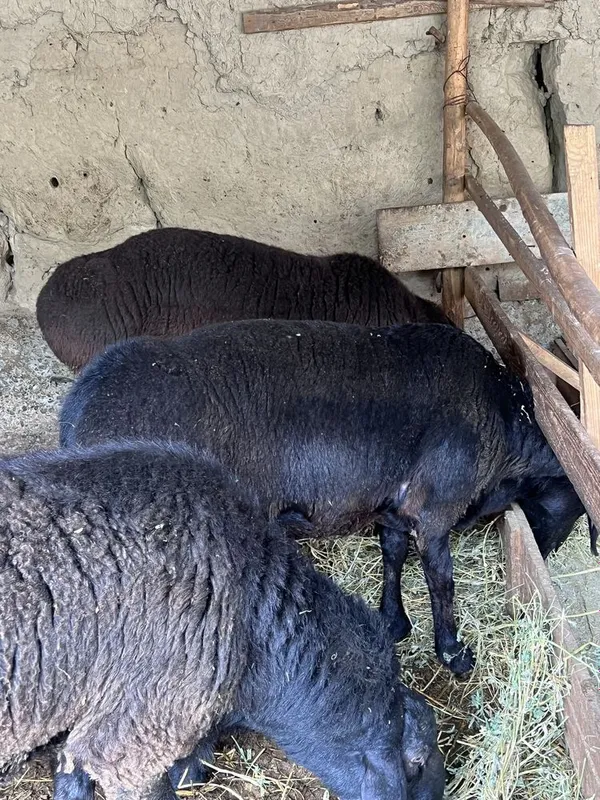 Xalol boqilgan qoʻylar sotiladi
