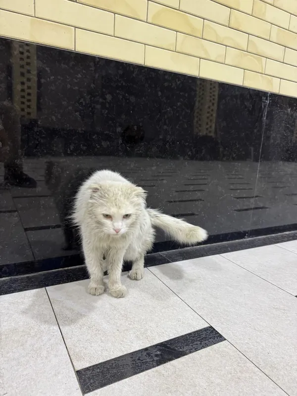 Кот турецкая ангора — фото 6